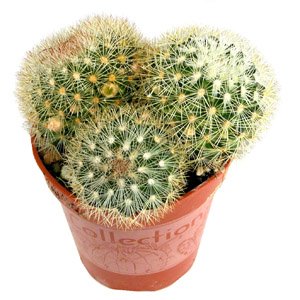 Mammillaria_densispina